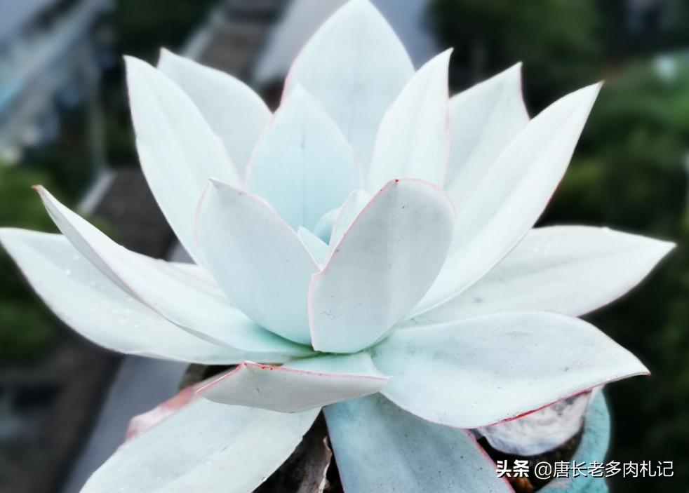 不透气的盆适合养什么植物,养多肉用陶瓷盆还是塑料盆