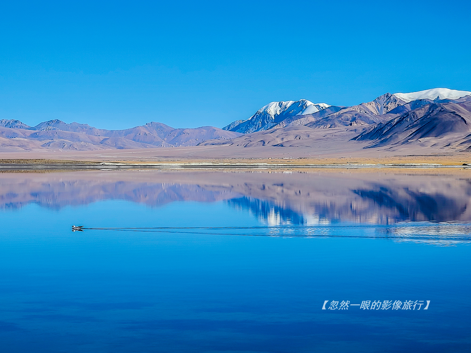 阿里无人区野狼出没,阿里无人区狐狸
