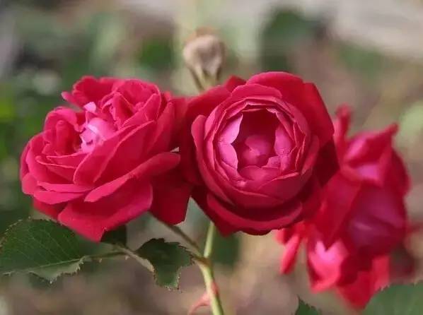 玫瑰与月季如何识别开什么颜色花,鲜花玫瑰和月季的区别图解