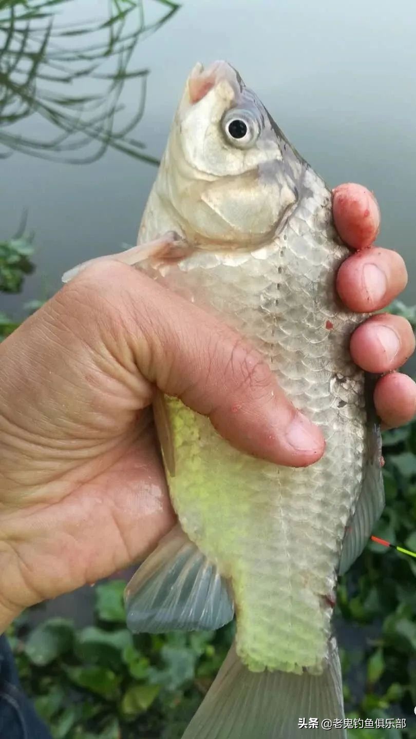 首试老鬼狂拉系列新品,作钓两小时狂口不断,势不可挡
