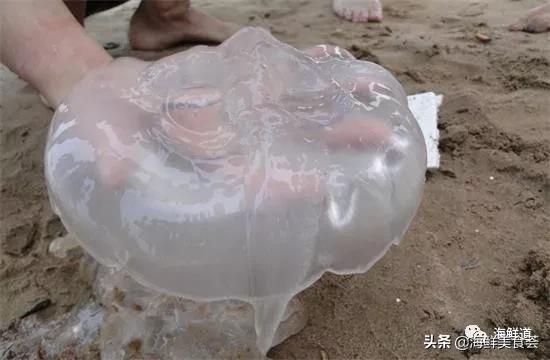 102种海鲜,营养丰富的海鲜有哪些品种
