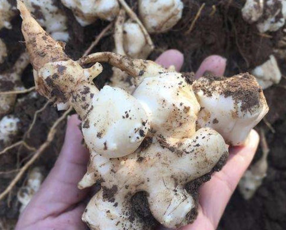 有“1种草”株型小，被称为“洋姜”，在山上常被挖走，价值高