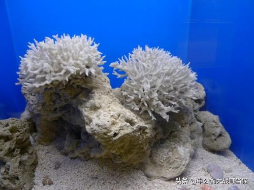 2023鬼吹灯南海归墟在线观看免费,鬼吹灯之南海归墟恨天族