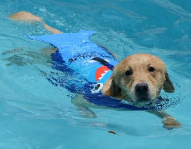 法斗游泳淹死了,法斗在宠物医院洗澡意外死亡后续