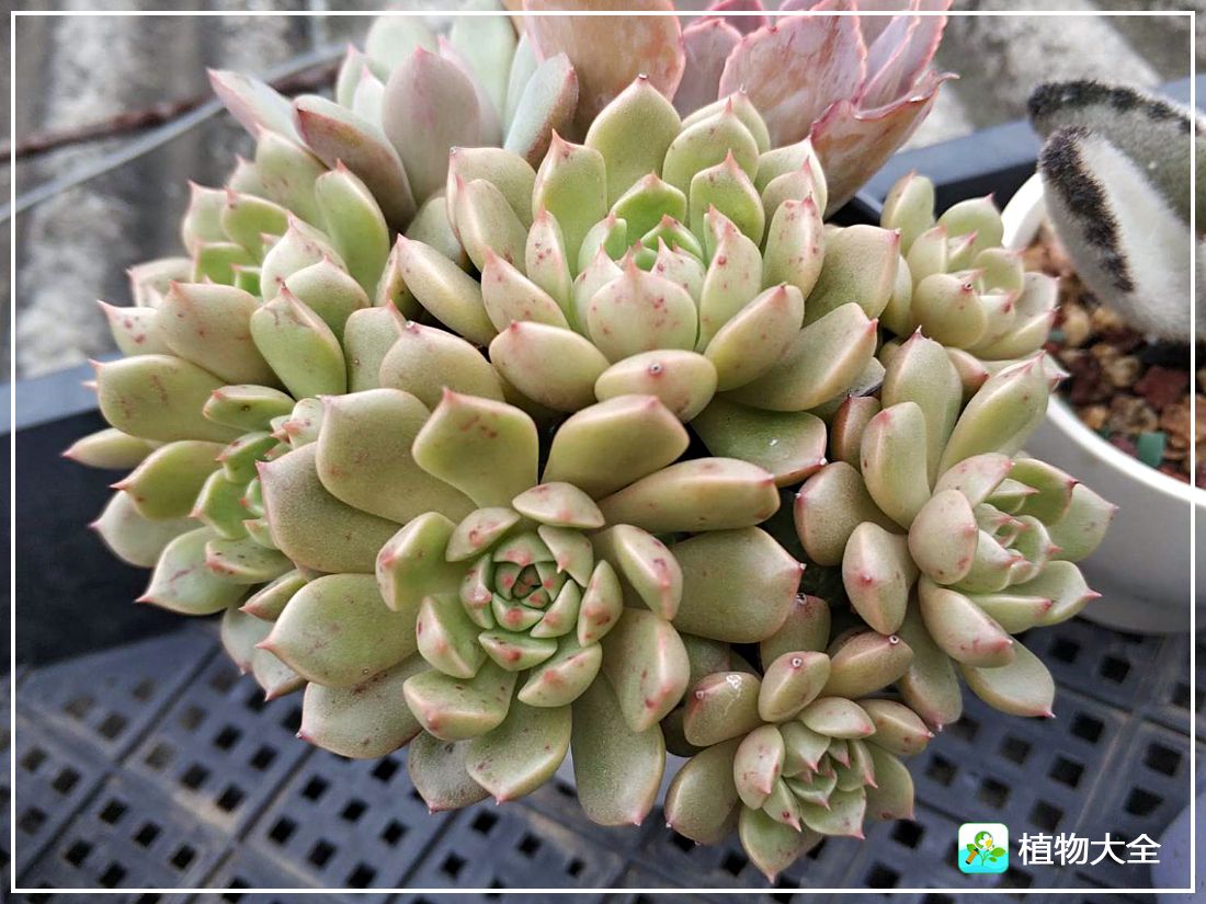 艾格尼亚多肉植物,多肉植物奥利维亚