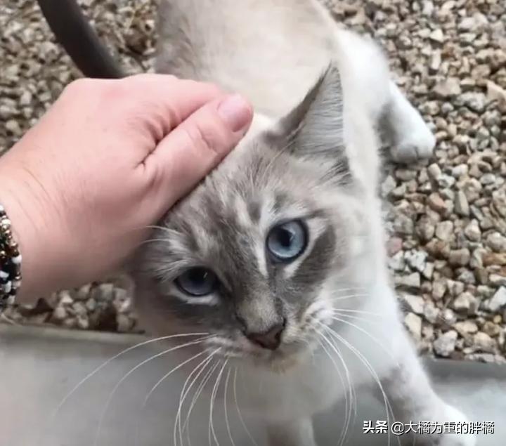 流浪猫躲入家中希望被收养,流浪猫被人喂了还能自己吃吗