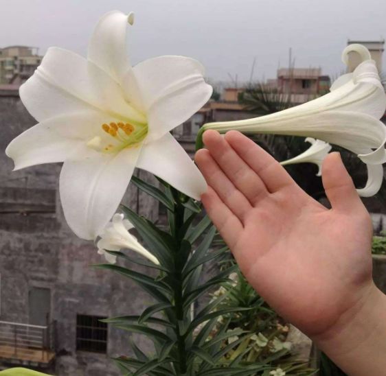 这4种花原来是解毒之王,生活中常见的六种毒花