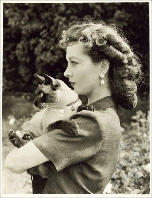 一起来了解暹罗猫,为什么都喜欢暹罗猫