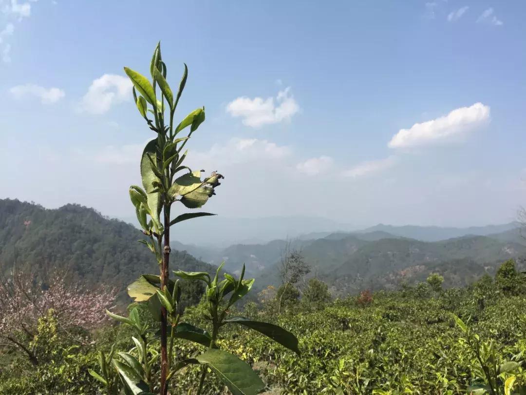 景谷烘青老茶,景谷有机白茶