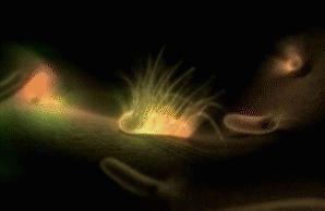 冰箱滋生致命细菌,冰箱滋生细菌