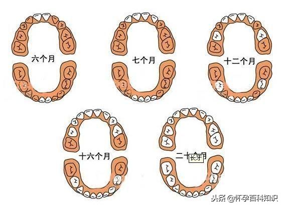 宝宝几个月长牙齿的最佳时间,宝宝牙齿生长顺序和时间