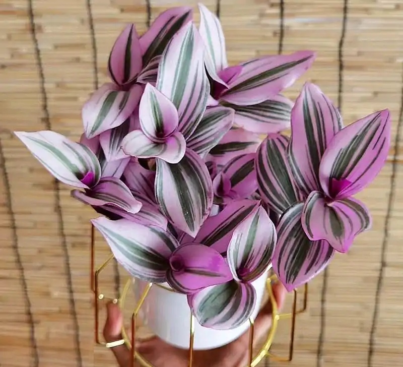 好养的盆栽花卉排名前十,盆栽花比较好养的有哪些