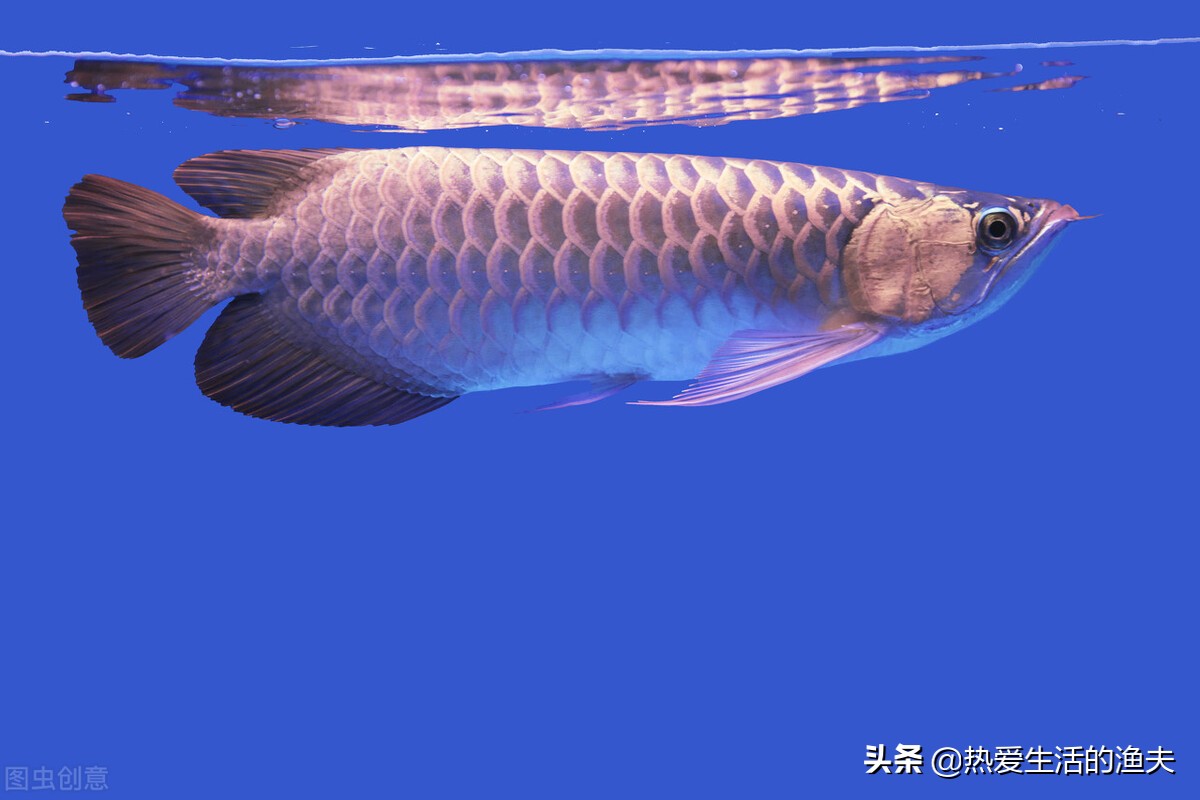 新入缸的鱼侧躺了怎么办,新鱼入缸其他鱼趴缸怎么回事