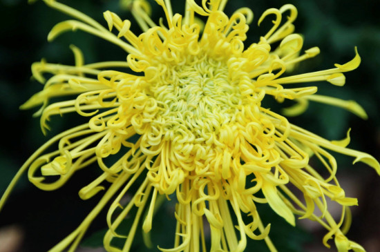 菊花有种子种的吗,菊花种子种类长长的