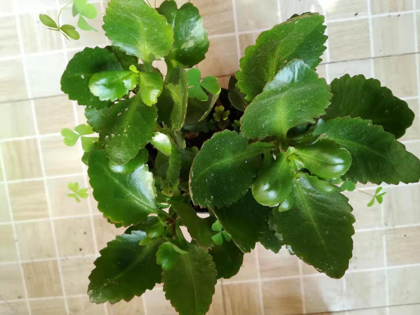 长寿花怎样治疗黑腐病,夏天长寿花黑腐了怎么办