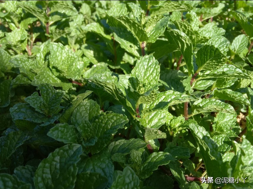 香辛蔬菜,自己种的纯天然薄荷的绿色蔬菜