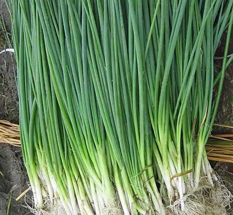 昨天剁手买的50元一斤的沙葱，为什么有股韭菜味