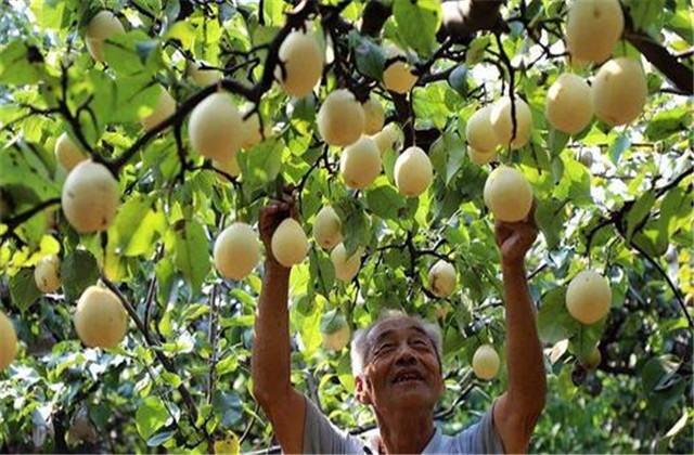 梨树常见的病虫害,梨树的病虫防治方法有哪些