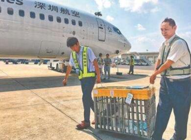 成都宠物托运哪家好,兰州到成都托运的宠物