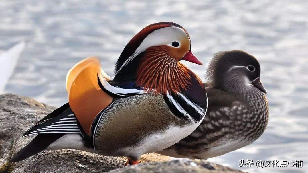 初春小雨古诗五绝,五绝初春的诗词
