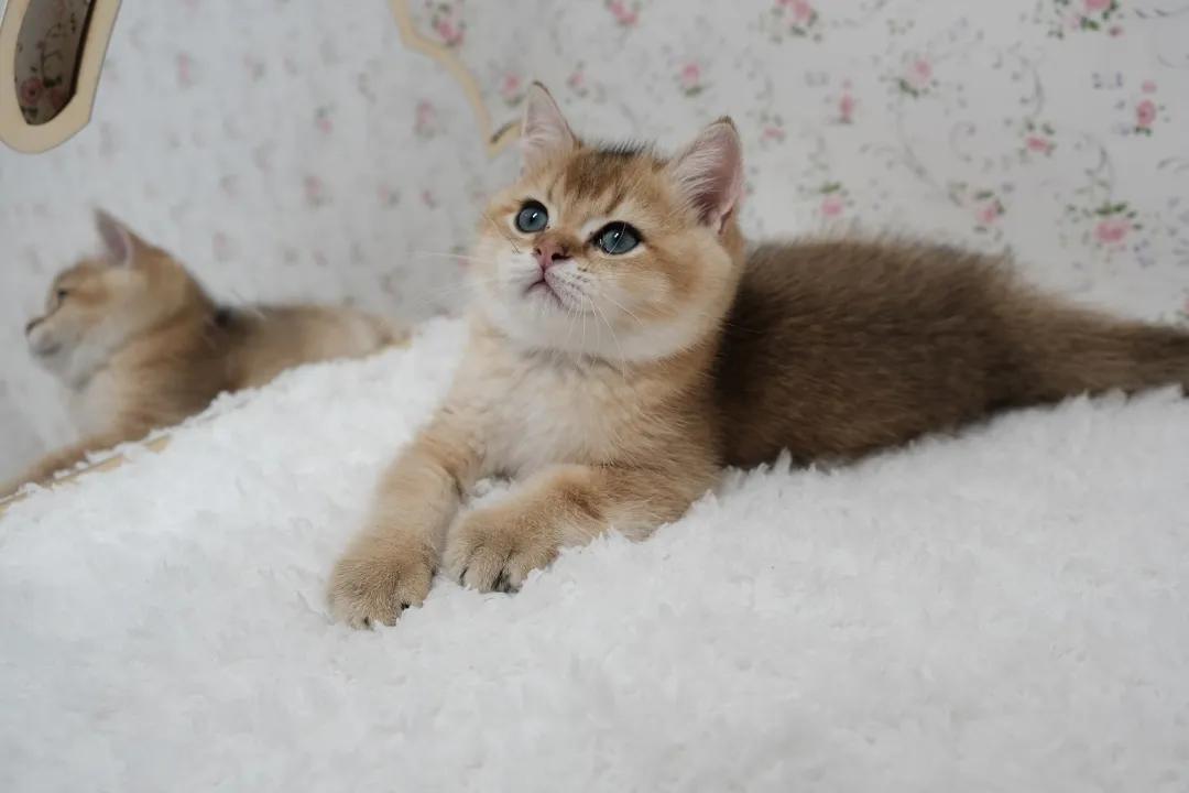 猫咪遇到危险找谁救援,猫咪被撞内伤几天恢复