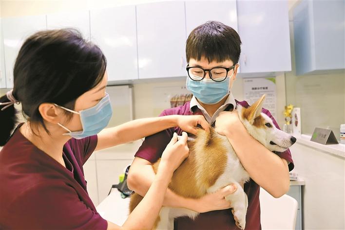 深圳狗狗的狂犬疫苗哪里免费打,深圳狗子免费狂犬疫苗在哪里打