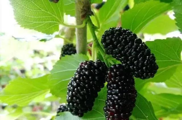 正宗桑果的吃法,桑果的吃法