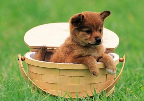 辟谣怀孕不能做的事,官方辟谣怀孕不能养狗