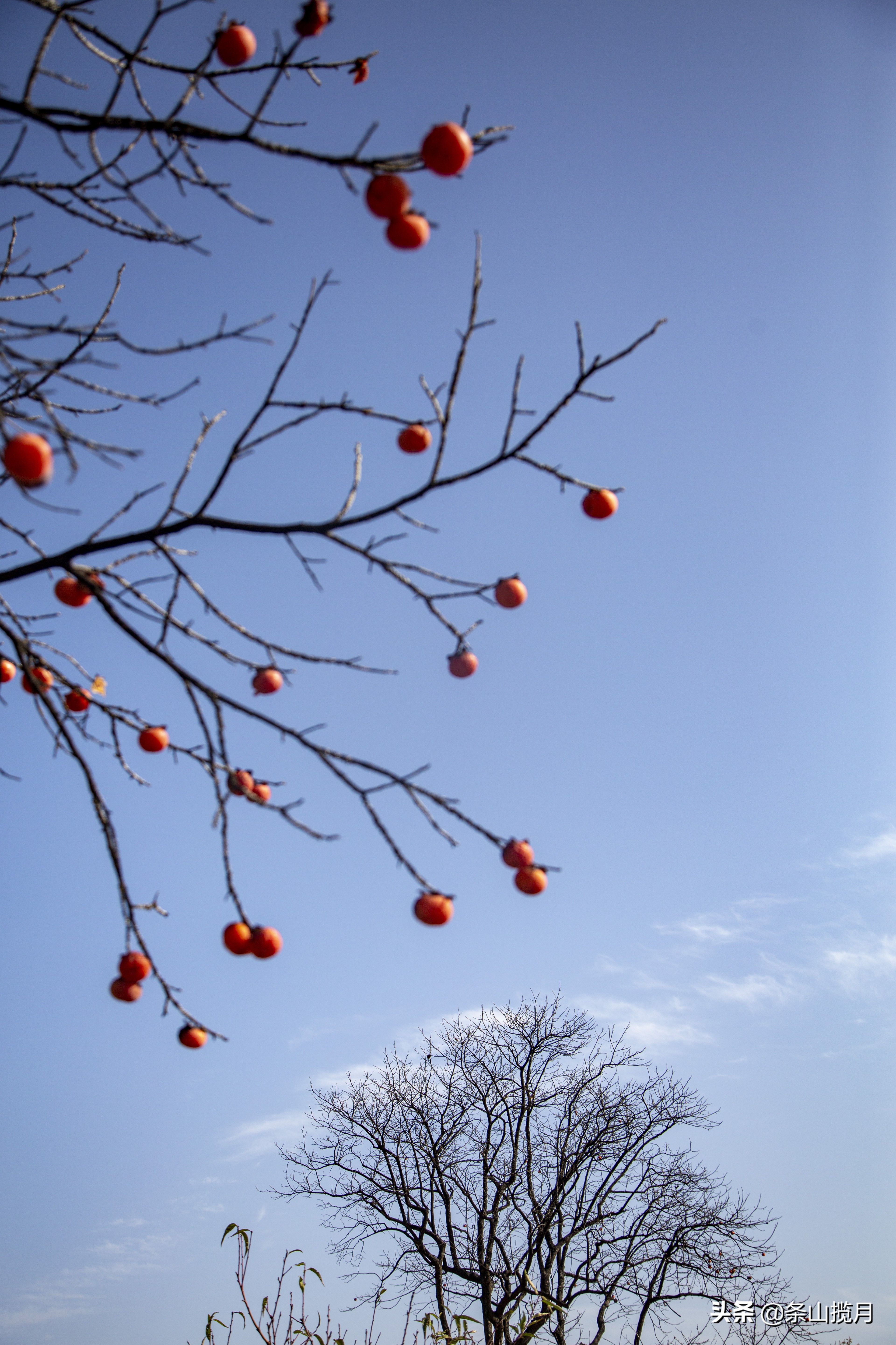 柿子红了记忆中的乡愁,柿子红了的乡愁文案