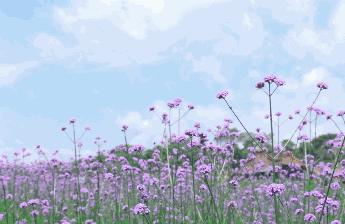 柳州哪里有免费花海,柳州花海紫荆花真实视频