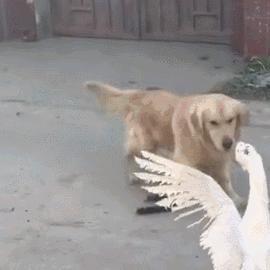 狗子偷吃猪手被发现,狗子被主人吓尿怎么办