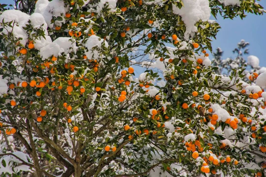 秘境蜘蛛恐惧症任务,破碎之地秘境剧毒蜘蛛怎么打