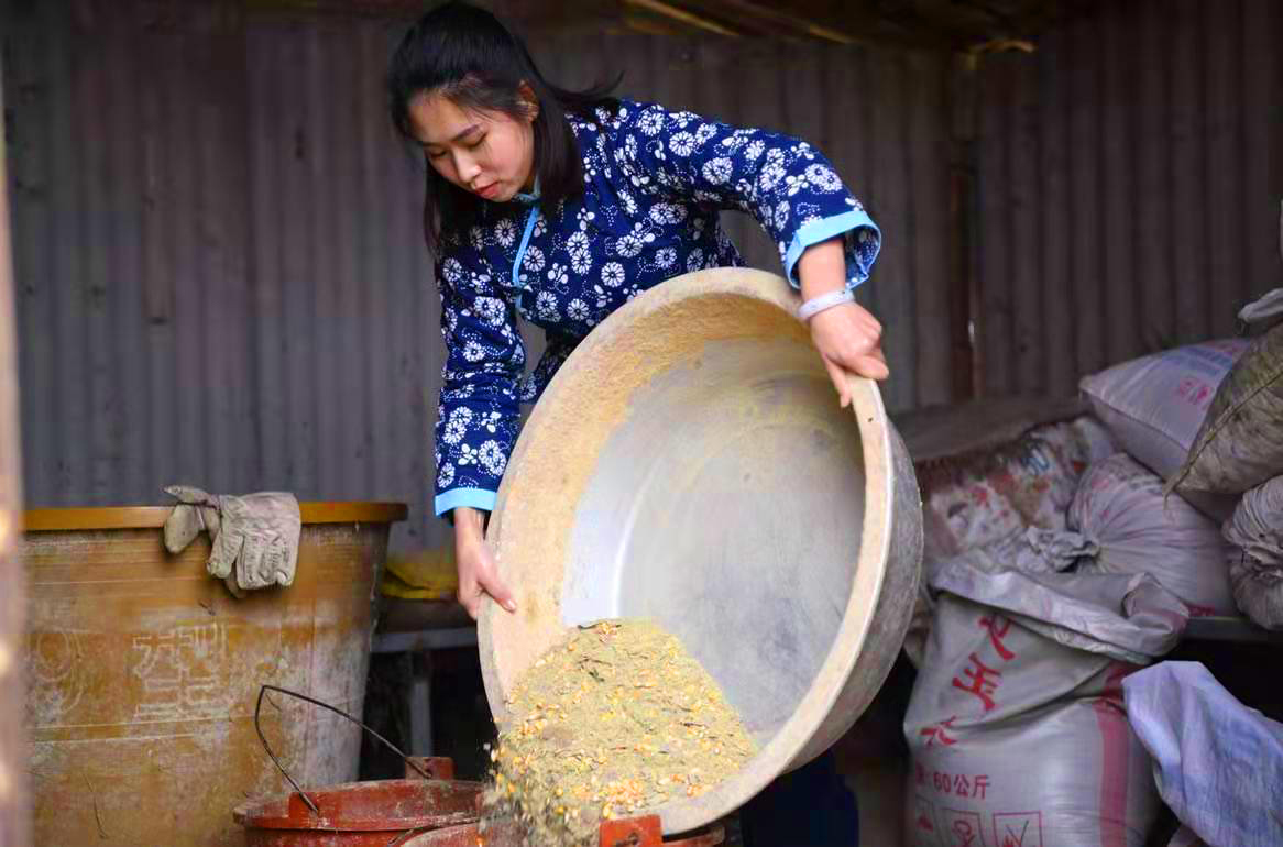 五黑鸡正宗散养,散养的黑乌鸡
