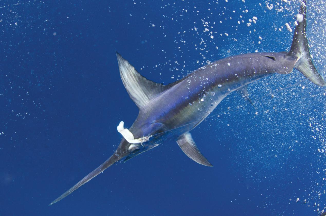 海洋中的剑鱼和旗鱼,海洋中速度最快的剑鱼