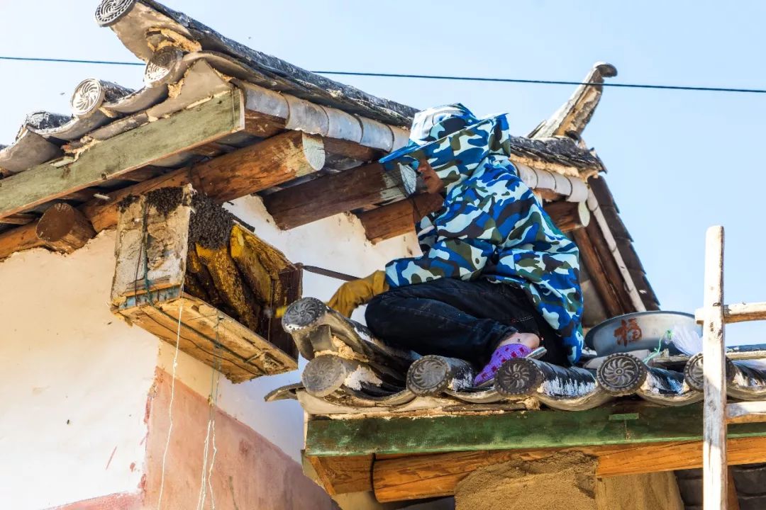 土蜂蜜的取蜜全过程,土蜂蜜取蜜全过程记录