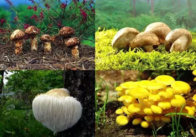 假期过后带特产回家,假期归来有好物