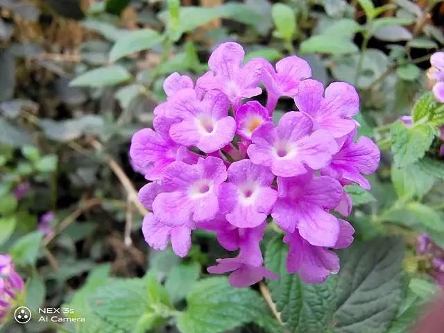 nex3s无界瀑布屏让眼界全面升级,nex3s5g版拍照评测