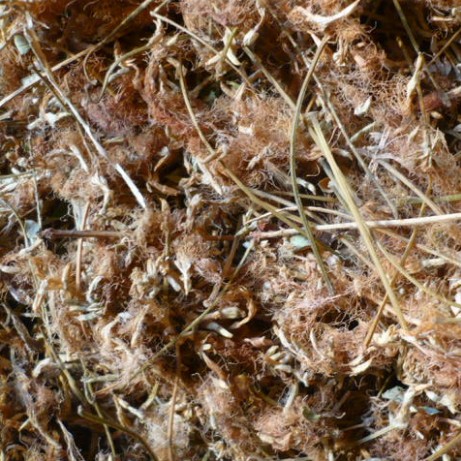 *欢合**花和夜交藤，一对名字不怎么正经，但是却是治睡眠的好药