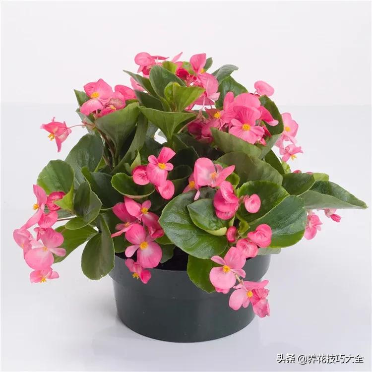 四季海棠花春天几天浇一次水,四季海棠怎么养才能长得茂盛