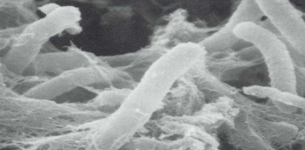 对虾养殖需要什么药品防治,对虾养殖需要注意的问题