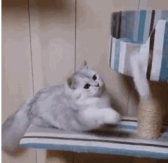 用棉签能让母猫停止发情？快别傻了……