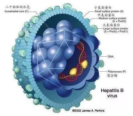 慢乙肝的五大误区 (慢乙肝能治愈么)