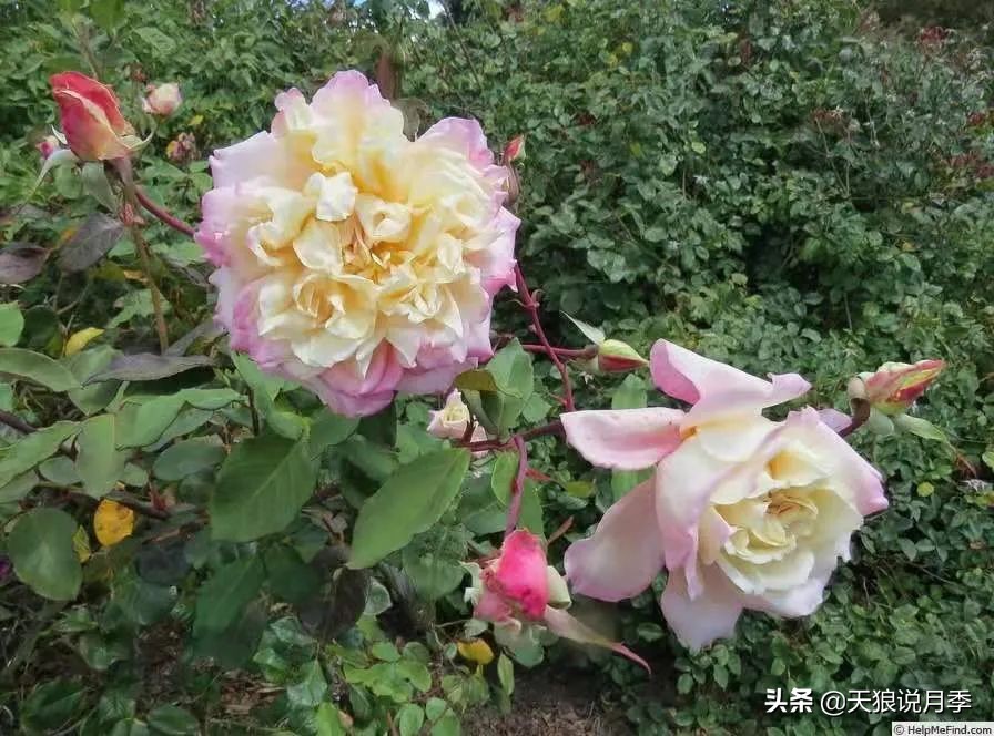 怦然心动的万人迷月季，原来从它而来（二）