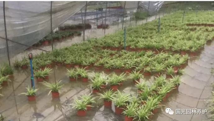 苗圃受洪灾损失情况说明,暴雨过后受灾苗圃