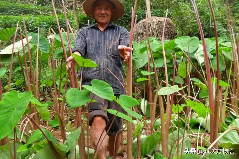 天南星不适合什么人吃,天南星跟南星一样吗有毒吗