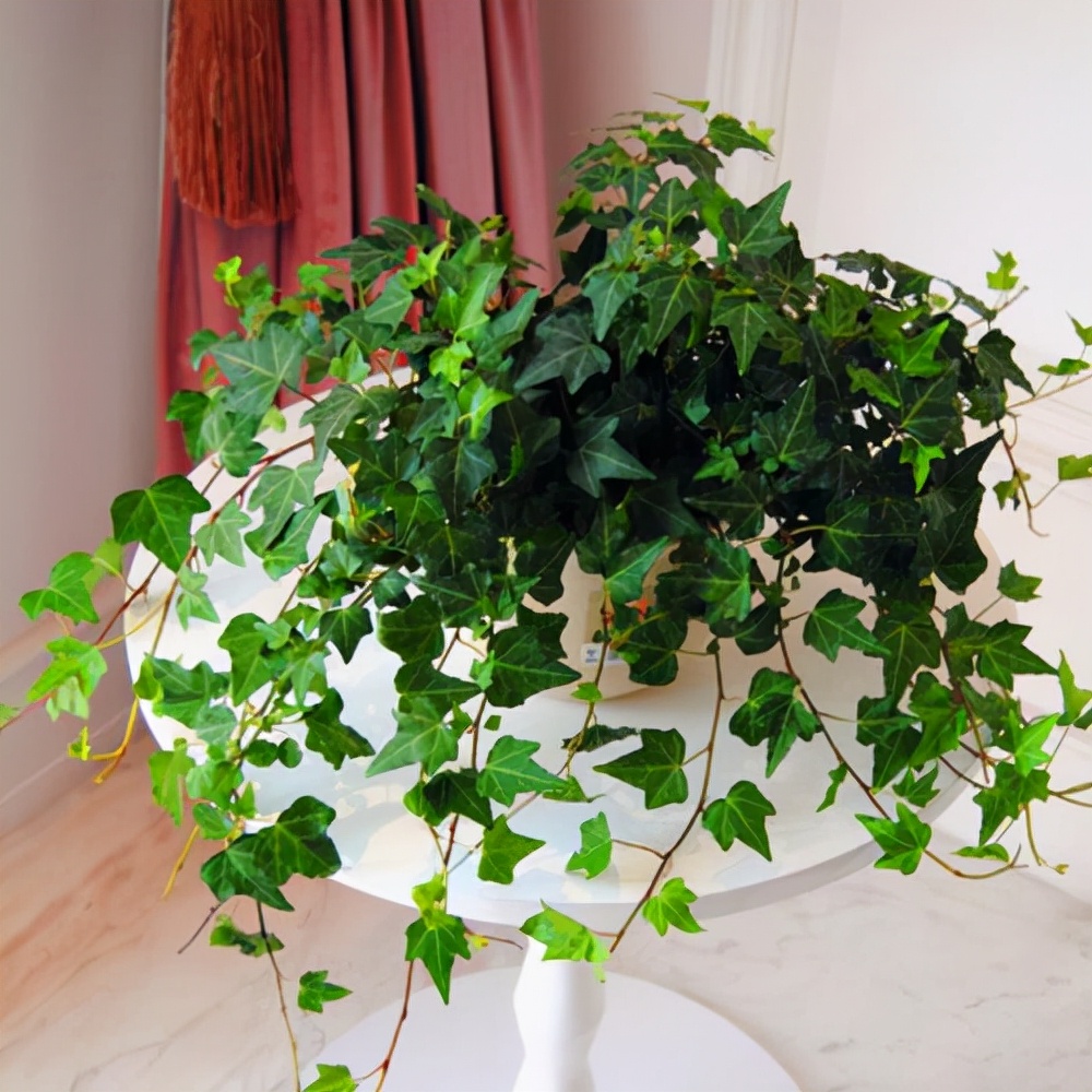 给人养殖什么花适合家养,什么花最好养又适合长期喝