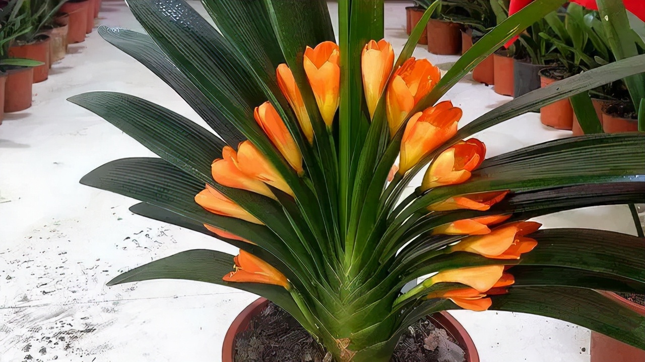 常见花卉养殖总汇,各种花卉植物养殖方法??