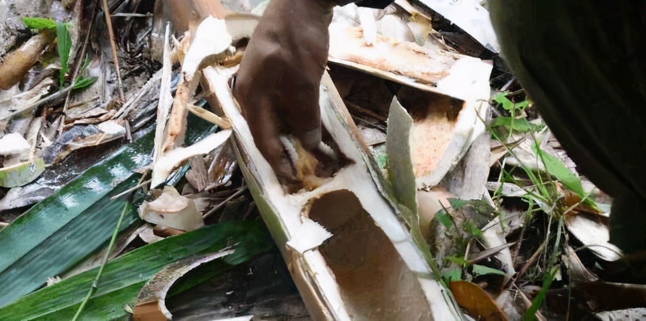 专吃稚嫩的竹笋,农民恨之入骨,但吃货却很喜爱,市价80元一斤