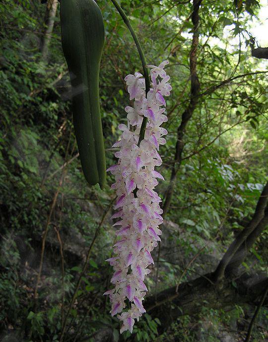 哪种兰花最名贵开花最好看,什么样的兰花品种开花好看又香