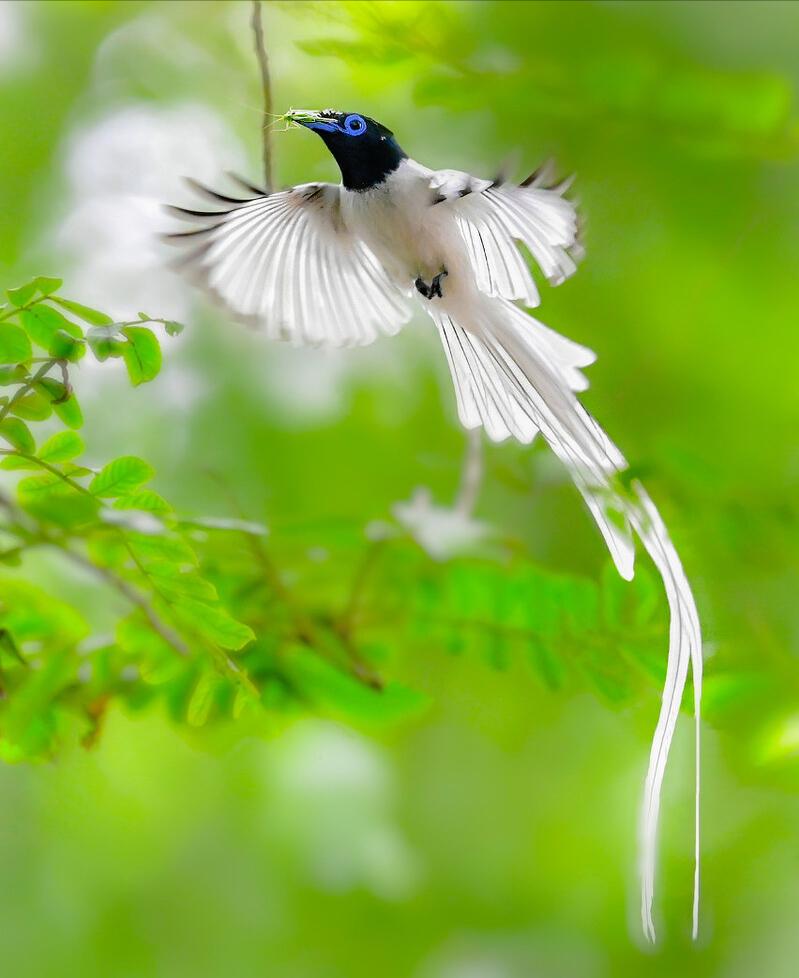 广东常见鸟类图谱和名称图文,东江揽胜鸟类